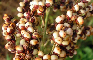 sorghum storage